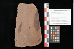 Foto (Objekt + Etikett) von Quercus palaeoilex Ettingshausen (NHMW-GEO-2024-0188-0922)